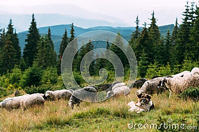 Brown shepherd dog protect the sheeps heard Stock Photo