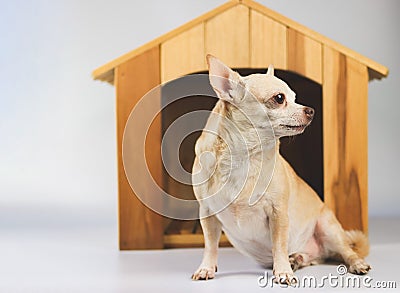 Brown short hair Chihuahua dog sitting in front of wooden dog house, looking sideway, isolated on white background Stock Photo