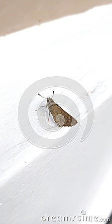 Brown Skipper hesperiidae lepidopteran moth being diurnal they are generally called butterflies Stock Photo