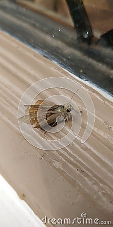 Brown Skipper hesperiidae lepidopteran moth being diurnal,they are generally called butterflies Stock Photo