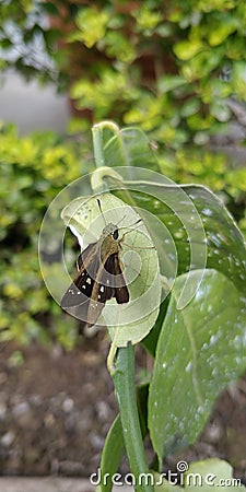 Brown Skipper hesperiidae lepidopteran moth being diurnal,they are generally called butterflies Stock Photo