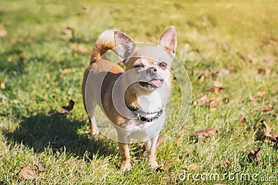 Brown small chihuahua dog with protruding tongue stands on a green meadow on a sunny day Stock Photo