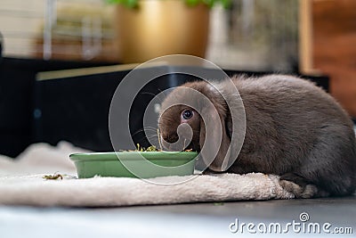 Brown, small dwarf rabbit dwarf ram, ram with floppy ears eats from a green bowl. Stock Photo