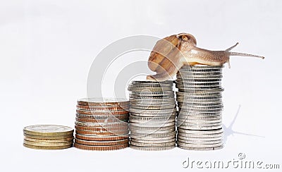Brown snail climbing the pile of coins on white background Stock Photo
