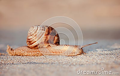 Brown snail crawling in the sand at sunrise Stock Photo