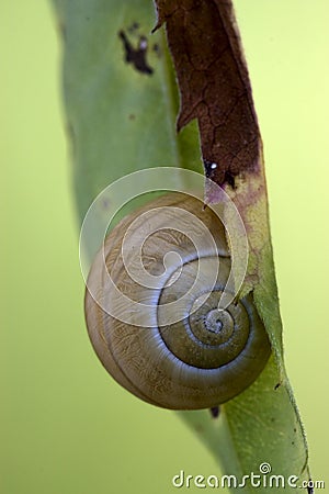 Brown snail gastropoda phyla minori Stock Photo