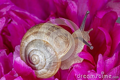 brown snail sitting on purple peony flower Stock Photo
