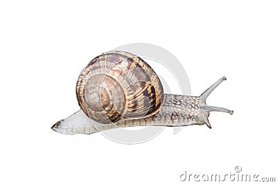 Brown snail with spiral shelter isolated on white background Stock Photo