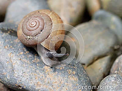 Brown snail, which its slime is used to make facial mask, with spiral shell crawl in the garden Stock Photo