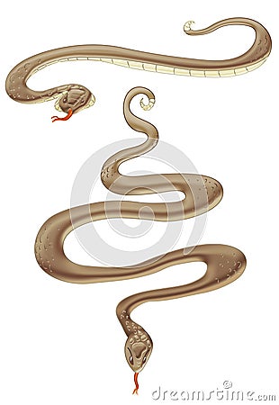 Brown snake Stock Photo