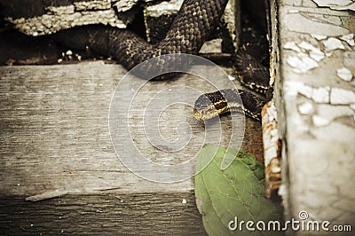 Brown snake Stock Photo