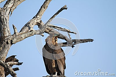 Brown Snake Eagle Stock Photo