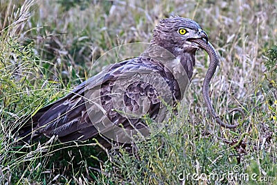 Brown snake eagle with its prey Stock Photo