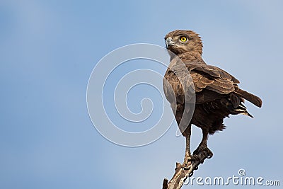 Brown snake eagle sitting on a branch against blue sky Stock Photo