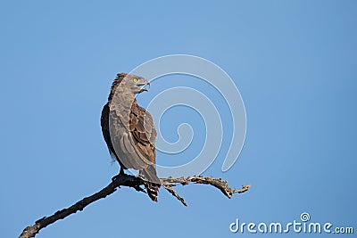 Brown snake eagle sitting on a branch against with fierce yellow Stock Photo