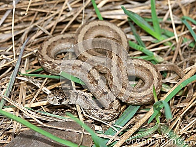 Brown Snake (Storeria dekayi) Stock Photo