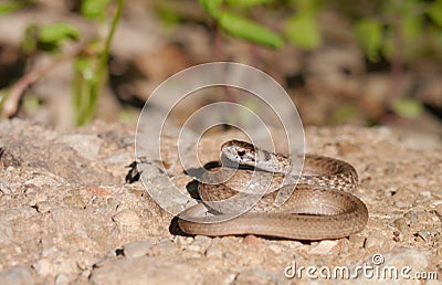 Brown snake Stock Photo