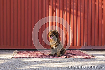 Brown Spanish Water Dog over red background. outdoors p Stock Photo