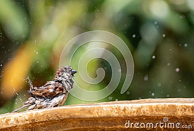 A brown Sparrow soaking and splashing in a fountain. Cheeky brown bird preening and washing Stock Photo