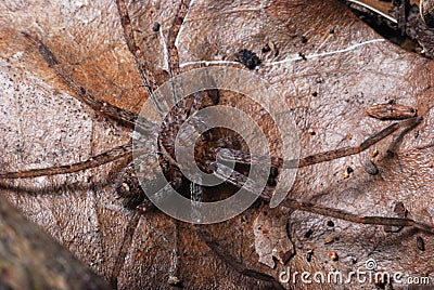 Brown Spider on a dead fallen leaf Stock Photo