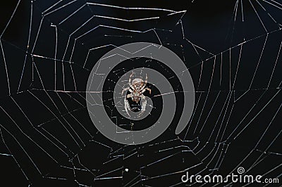 A brown spider in the middle of a spiderweb over a black lake Stock Photo