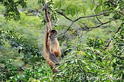 Brown spider monkey hanging from tree, Costa Rica Stock Photo