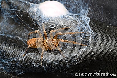 Brown spider protecting her egg sack Stock Photo