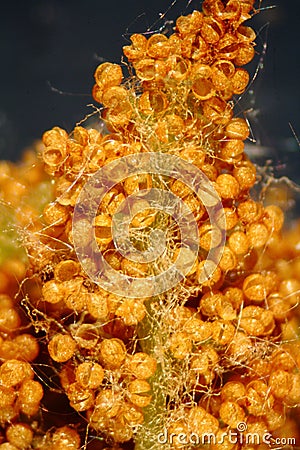 Brown sporangia of the cinnamon fern. Stock Photo