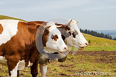 brown spotted cows in the black forest germany Stock Photo