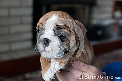 Brown spotted English Bulldog puppy Stock Photo