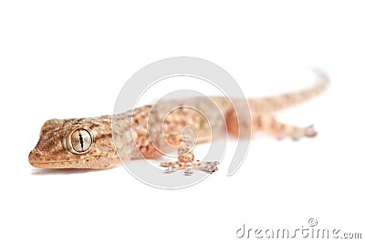 Brown spotted gecko reptile isolated Stock Photo