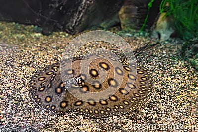 Brown spotted Potamotrygon motoro, Stingray motoro in an aquarium on sandy bottom Stock Photo