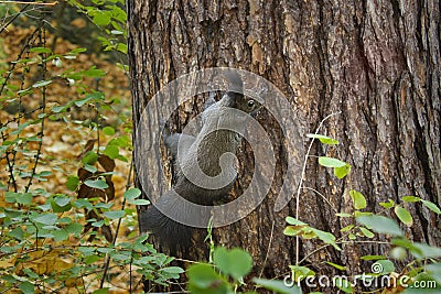 Brown squirrel close-up Stock Photo