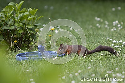 Brown squirrel drinking water from a bird bath Stock Photo