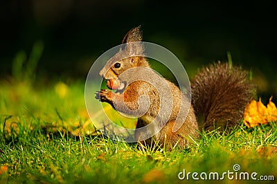 Brown squirrel with hazelnut on grass Stock Photo