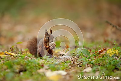 Brown squirrel holding wallnut in her paws. Stock Photo