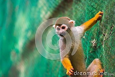Brown squirrel monkey perched atop a thick, green rope net Stock Photo