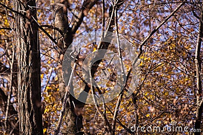 A brown squirrel in the tree during autumn season. Sciurus vulgaris in the morning Stock Photo