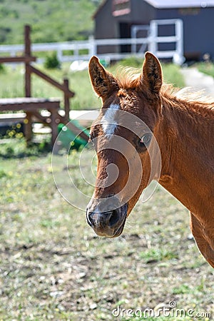 Brown stallion color, small horse, nature and horses Stock Photo