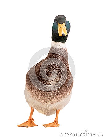 brown standing beautiful white duck isolated on a white Stock Photo