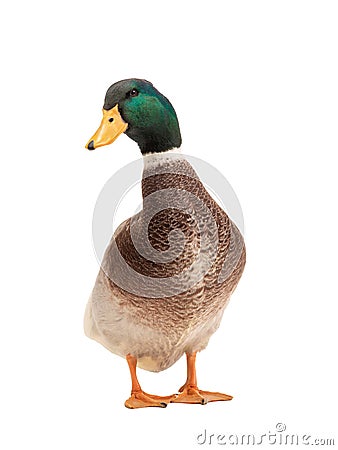 Brown standing beautiful white duck isolated on a white Stock Photo