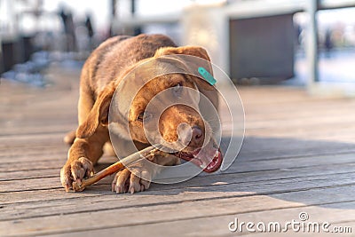 Brown stray dog eating bone in a sidewalk Stock Photo