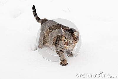 A brown striped cat cautiously walks forward on the snow cover Stock Photo