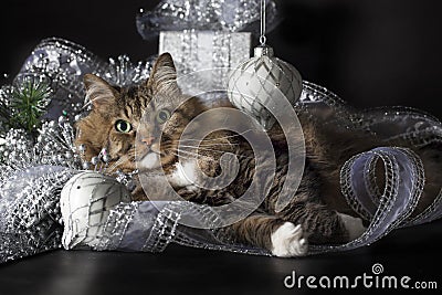 Cat Laying in Silver Christmas Ornaments Stock Photo