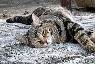 Brown striped cat sleeping on the floor Stock Photo