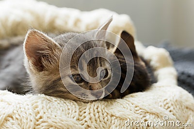 Brown striped kitty and gray kitty sleeps on knitted woolen beige plaid. Little cute fluffy cat. Cozy home Stock Photo