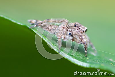 Brown striped spider Stock Photo