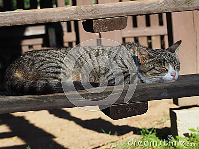 Brown with stripes older kitten calmly sleeping in a chair during the summer Stock Photo