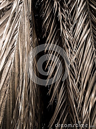 Brown strips of dry palm leaf parts Abstract background Stock Photo