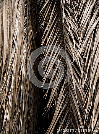 Brown strips of dry palm leaf parts Abstract background Stock Photo